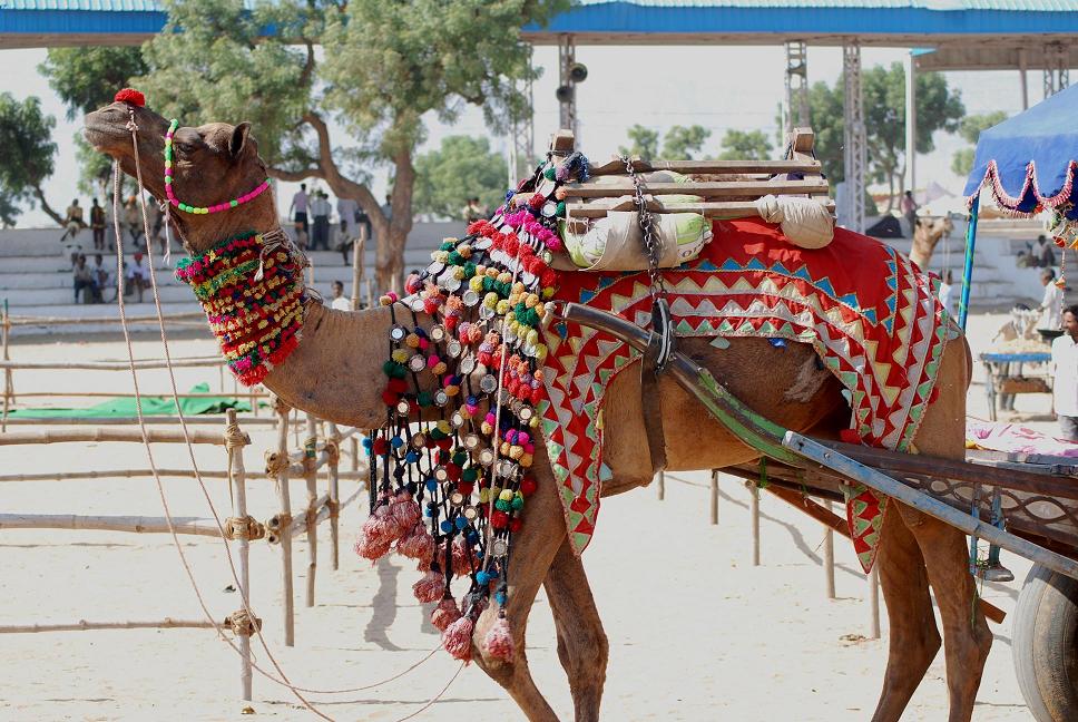 A camel ready for a desert safari in Rajasthan