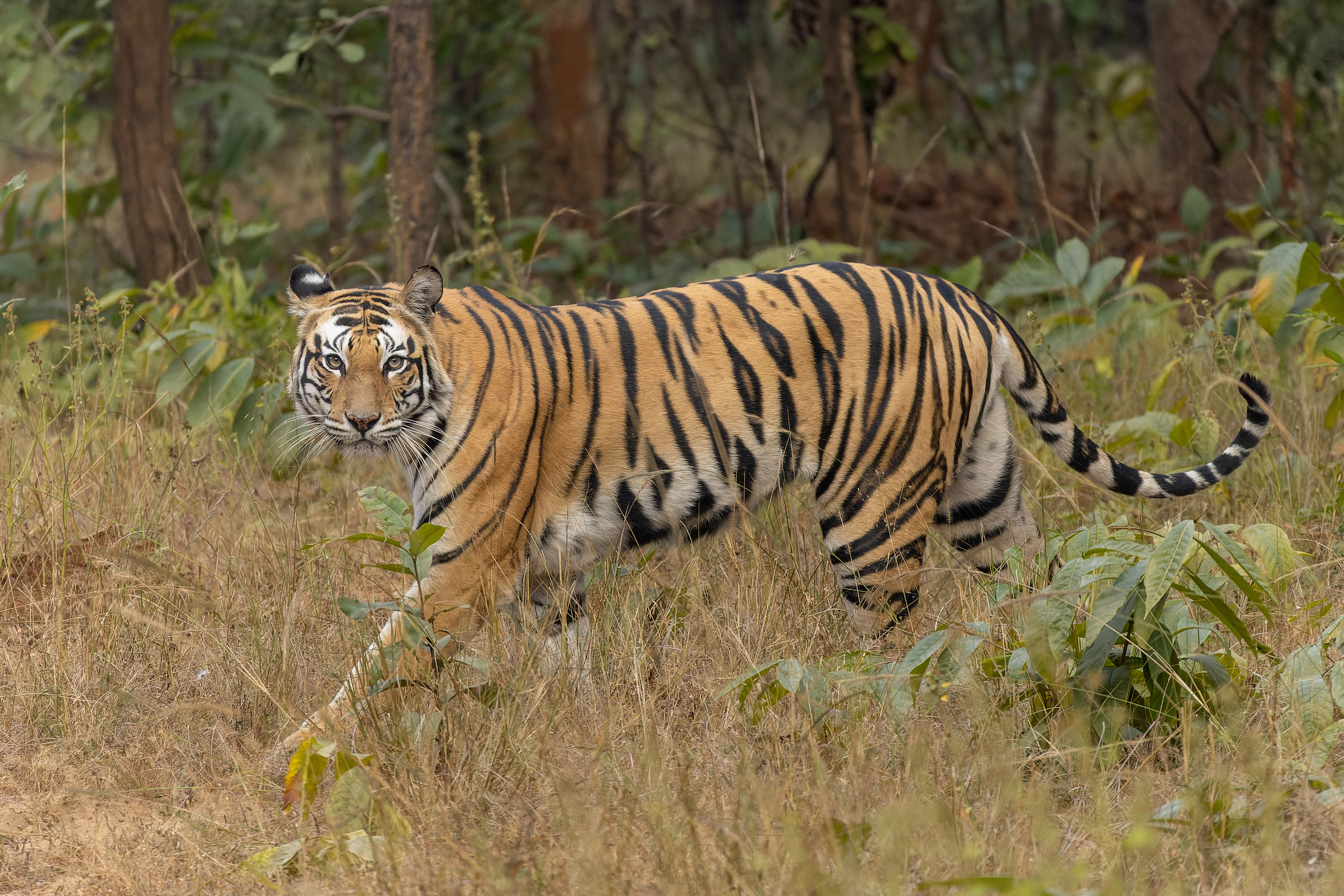 Bengal tiger walking through dry grassland