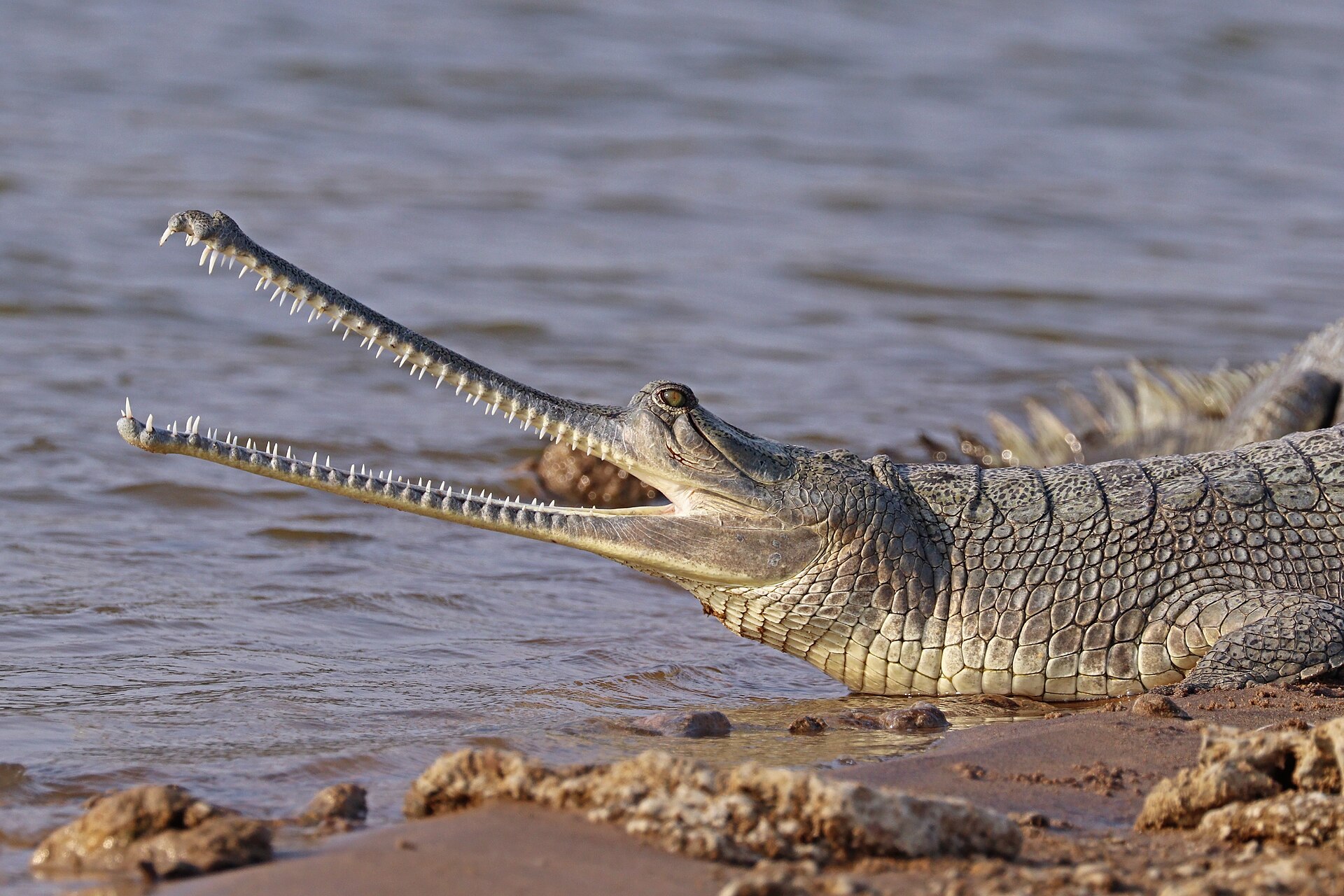 Gharials basking on a sandbank in the Chambal river sanctuary