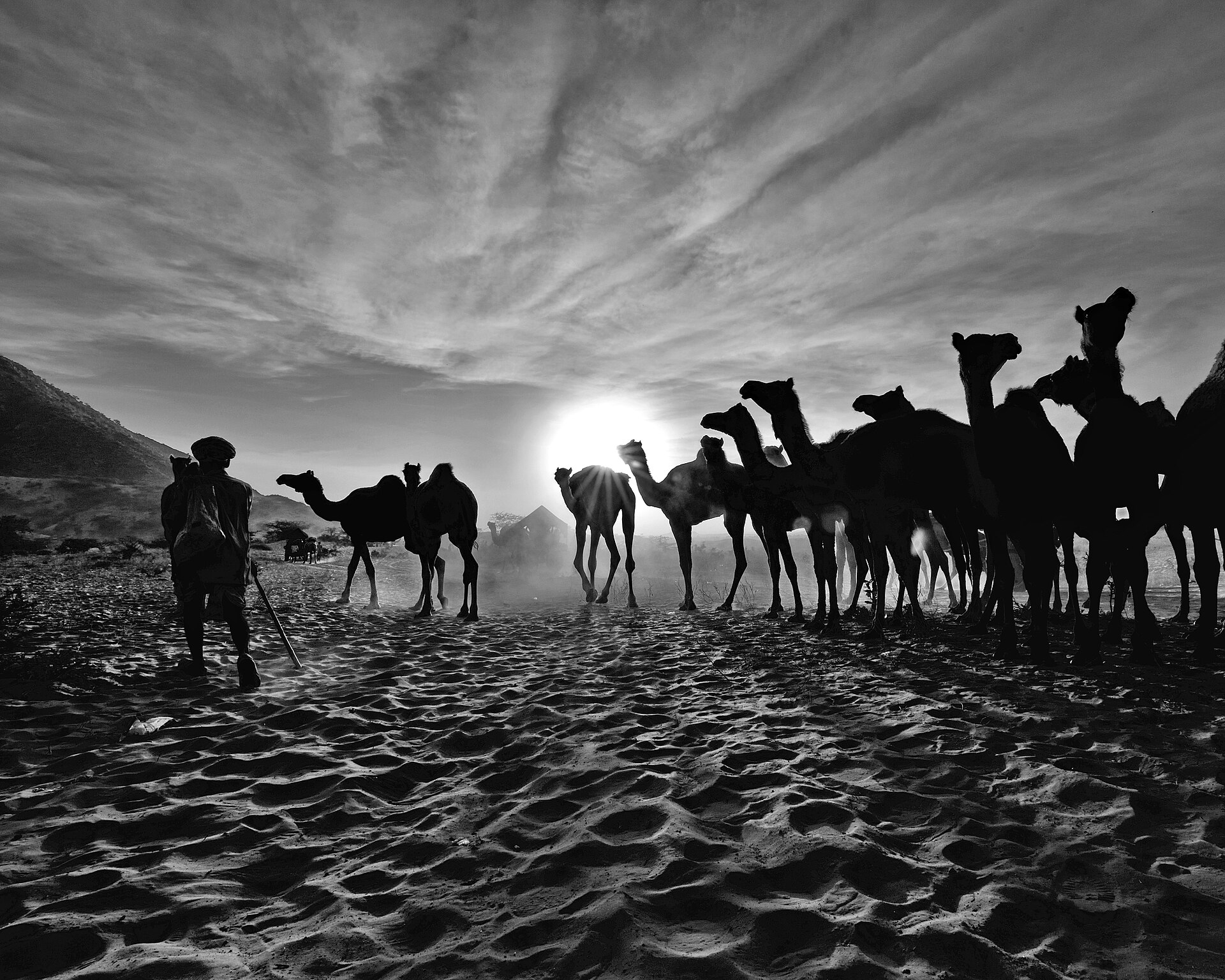 A decorated camel decked out for the Pushkar Camel Fair